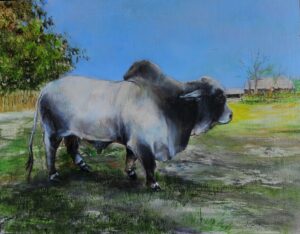 Texas Brahman Bull