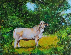 Texas Brahman Cow