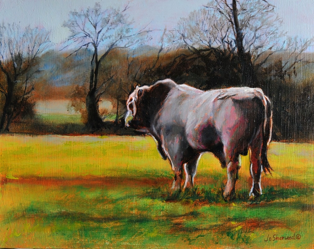 Texas Romanolo Bull